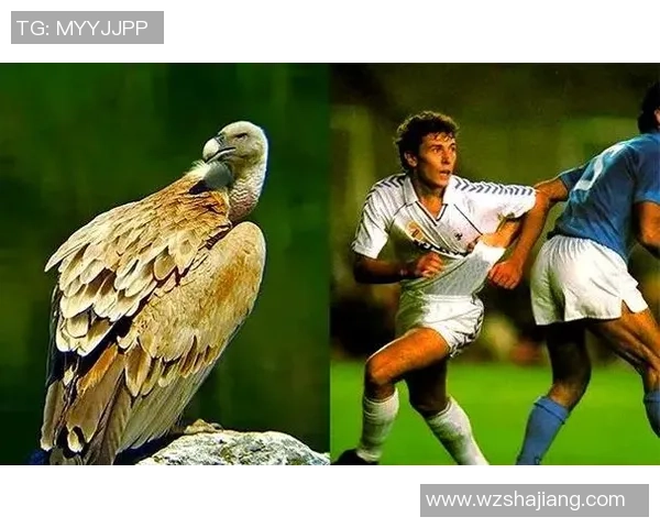 法国足球伪球星盘点那些曾被高估的名字与背后的故事